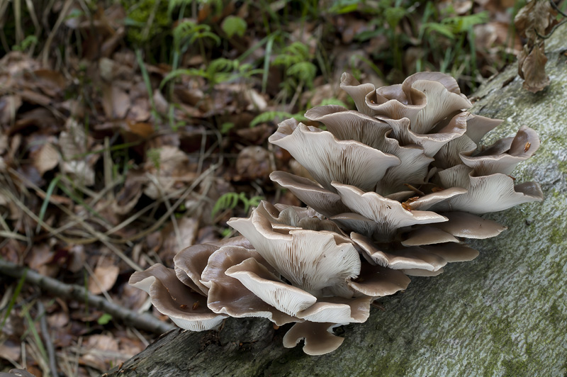 Pleurotus ostraetus